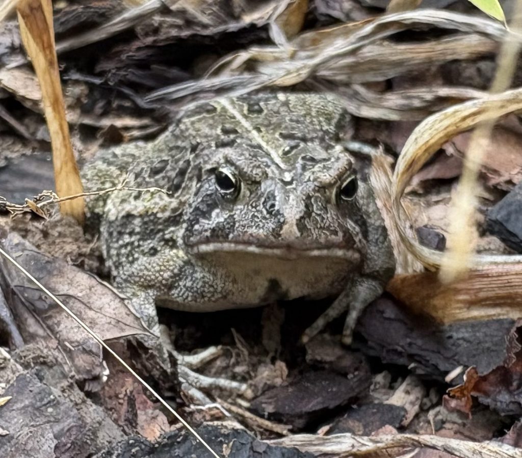 What the Toad Taught&nbsp;Me